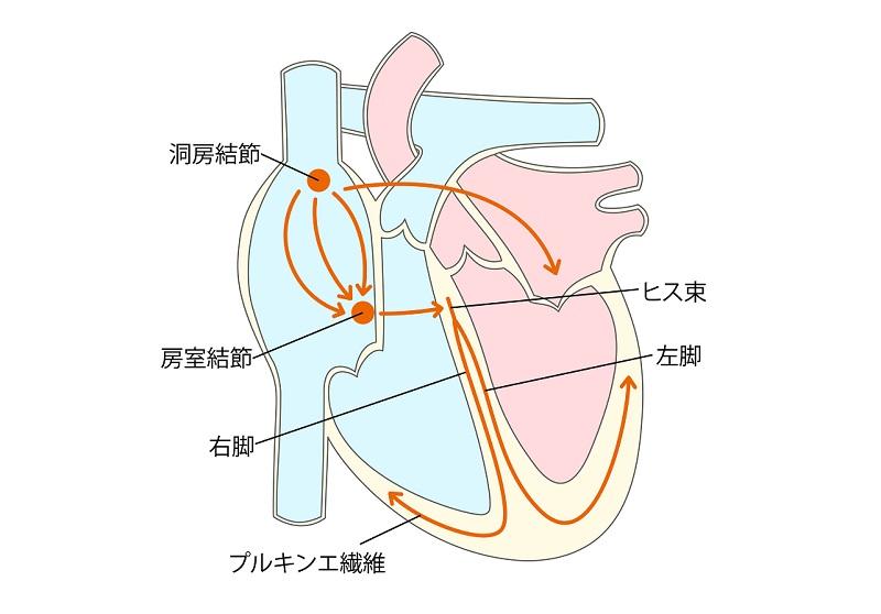 心臓の刺激伝導系のイラスト